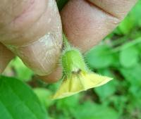 Physalis heterophylla image
